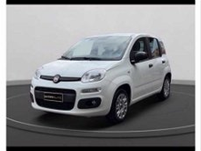 Fiat Panda 1.2 Easy Van 4 posti del 2019 usata a Gualdo Tadino