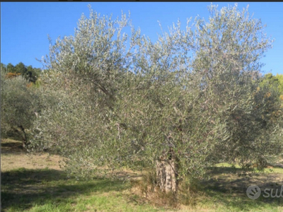 Oliveto Seggiano DOP Biologico