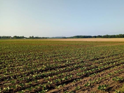 Terreno agricolo in Vendita a Cervia Montaletto
