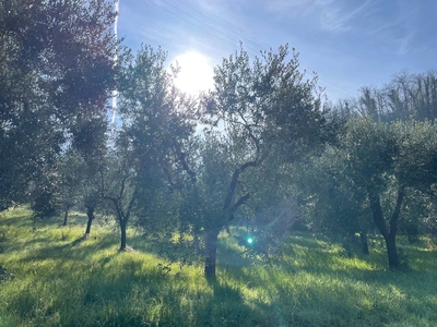 Terreno agricolo in vendita a Palombara Sabina