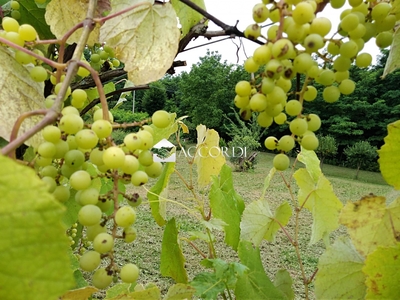 Vendita Terreno Agricolo in NERVESA DELLA BATTAGLIA