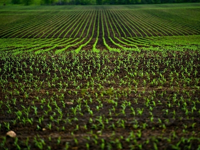 Vendita Terreno Agricolo in OSIMO