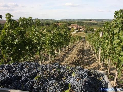 Ville, villette, terratetti Siena cucina: Abitabile,