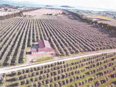 Azienda Agricola con Frantoio in Vendita a Passignano sul Trasimeno