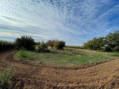 terreno agricolo in vendita a Mola di Bari