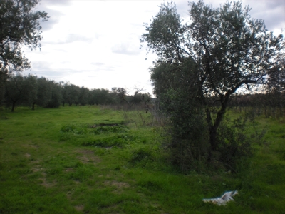 Vendita Terreno Agricolo in Cerignola