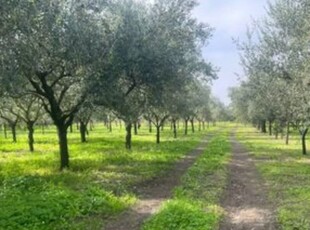 terreno agricolo in vendita a Floridia