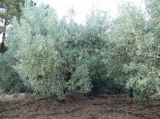 Terreno Agricolo in vendita a Castiglione di Sicilia via Vidalba