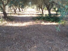 Terreno Agricolo in vendita ad Alghero strada Vicinale Tanca Farrà