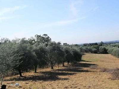 Terreno agricolo in Vendita a Roma PANTANO BORGHESE