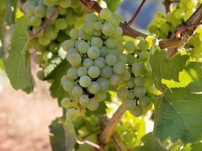 Terreno agricolo in vendita a Povoletto