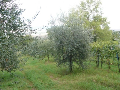 terreno agricolo in vendita a Castiglione d'Orcia