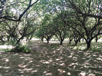 Terreno Agricolo in vendita a Maddaloni