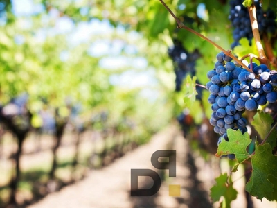 Terreno agricolo in vendita a Valeggio Sul Mincio