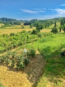 Terreno agricolo in buono stato di 9860 mq.