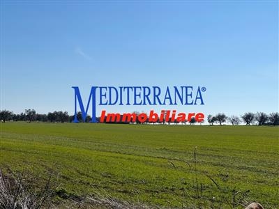 Terreno agricolo in vendita a Ruvo di Puglia Zona Selva Reale