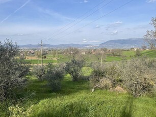 Terreno agricolo in vendita a Bettona