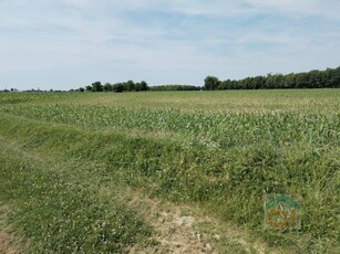 Terreno agricolo in Vendita a San Vito al Torre Crauglio