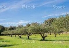 terreno agricolo in vendita a Carmignano