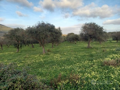 5 ettari di uliveto e vigna al lazzaretto