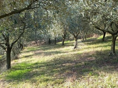 TER. AGRICOLO A CASTEGNERO