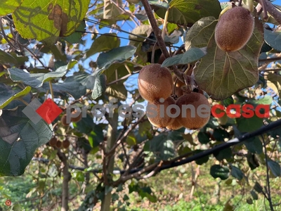 Terreno agricolo in Vendita in Via Lazzaria a Velletri