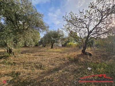 Terreno agricolo in Vendita in Contrada Sant'Andrea a Reggio Calabria