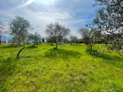 Oliveto in vendita a Faicchio via Arenella