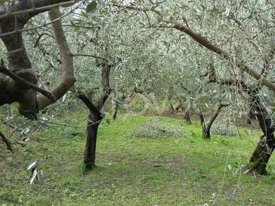 Terreno Agricolo in vendita a Genazzano via Colle Sant'Andrea
