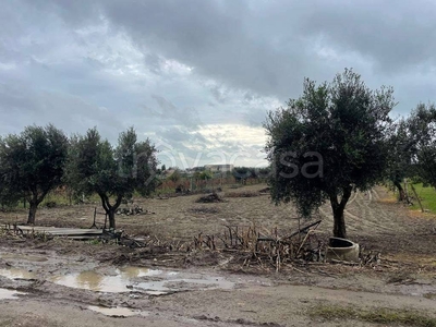 Terreno Agricolo in vendita a Mondragone via Incaldana Belvedere