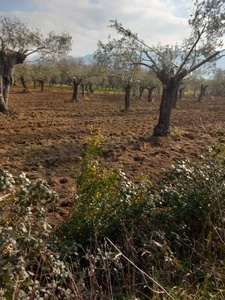 Terreno Agricolo in vendita a Sessa Aurunca via Feroni, 4