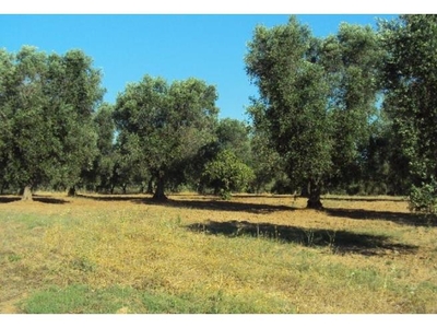 Terreno Agricolo/Coltura in vendita a Luzzi, Frazione Cozzo Di Pietra