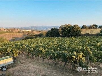 Berchidda - Terreno agricolo con vigna impiantata