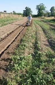 Terreno agricolo in affitto a Acerra