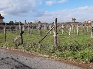 Terreno agricolo in vendita a Frascati