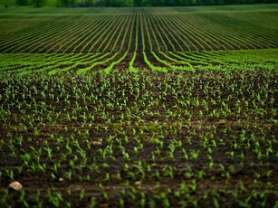 terreno agricolo in vendita a Mazzarrone