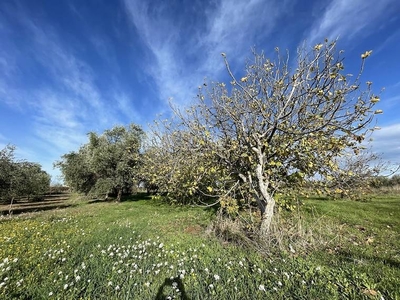 Terreno in vendita a Mola di Bari, strada comunale per capullo, NC - Mola di Bari, BA