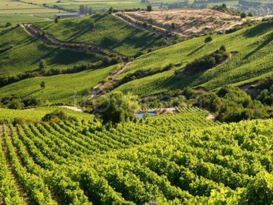 Terreno Agricolo in vendita a Brendola via Selva Alta