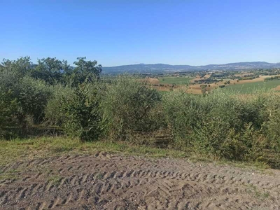 Terreno in Vendita ad Castiglione del Lago - 30000 Euro