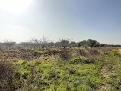 Terreno agricolo in vendita a Acquaviva Delle Fonti