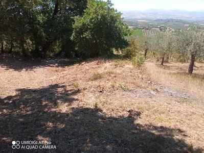 Terreno agricolo in vendita a Mozzagrogna