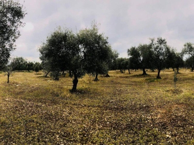 Terreno agricolo in vendita a Sannicandro Di Bari