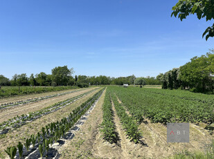 Terreno Edificabile Residenziale in vendita a Campo San Martino - Zona: Campo San Martino