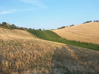 terreno agricolo in vendita a Monsampolo del Tronto