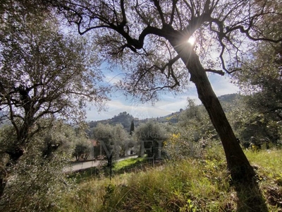 Oliveto in vendita a Ventimiglia via delle Otto Case,