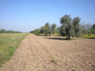 Terreno Agricolo in vendita a Cerignola