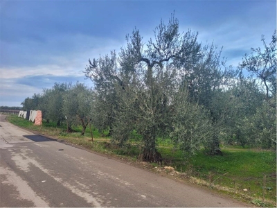 Terreno Agricolo in vendita a Cerignola via scarafone km 1