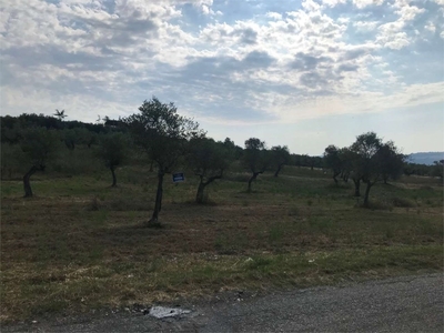 Terreno Agricolo in vendita a Collecorvino