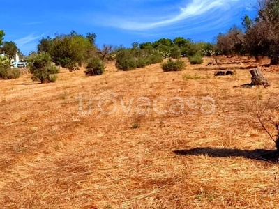 Terreno Agricolo in vendita a Galatone strada Vicinale Vecchia di Gallipoli