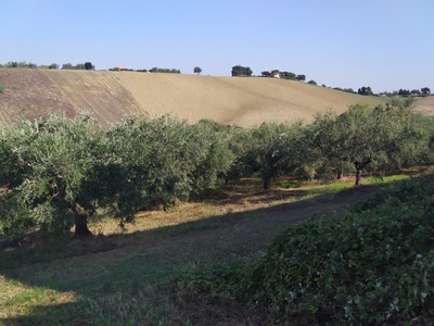 Terreno Agricolo in vendita a Manoppello